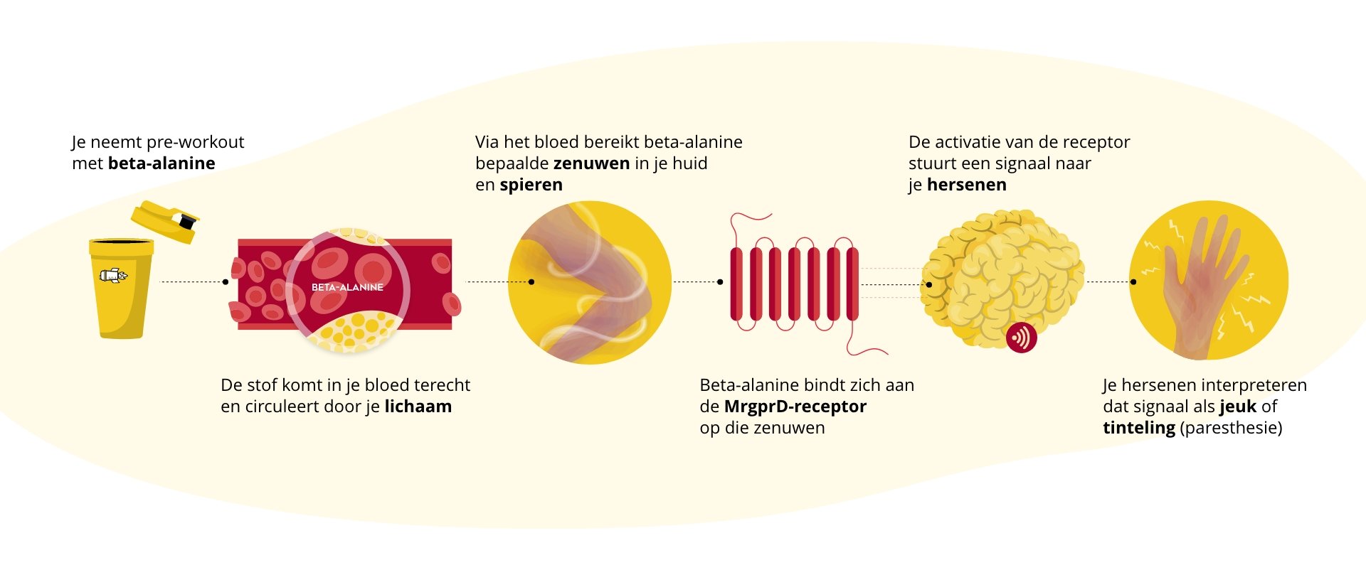 infographic waarom beta-alanine jeukt